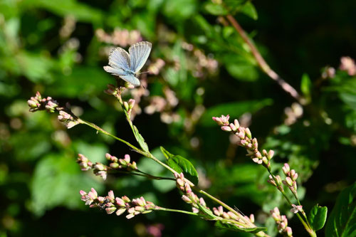 藍の花,アイ,あい,タデアイ,植物