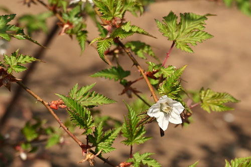 クマイチゴの花