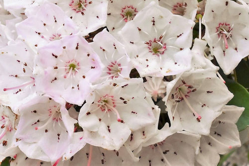 カルミアの木の花,アメリカシャクナゲ,シベ,かるみあ