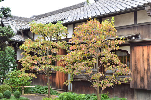 dogwood in Japanese scene