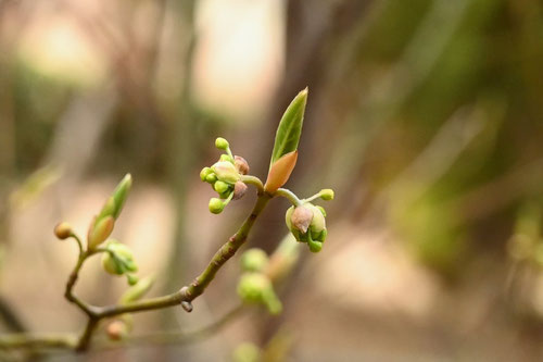クロモジの花,くろもじ,黒文字