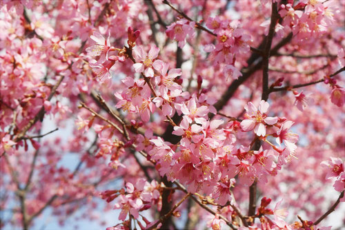 岡目桜,おかめざくら