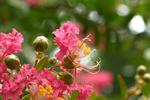 ピンクの花が咲く木