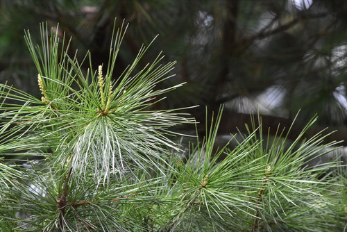 Balkan pine,leaf