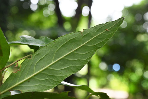 百両の木,ヒャクリョウ,植物,葉っぱ,からたちばな