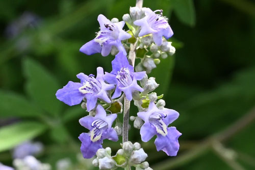 小さな青紫色の花が咲く木,にんじんぼく