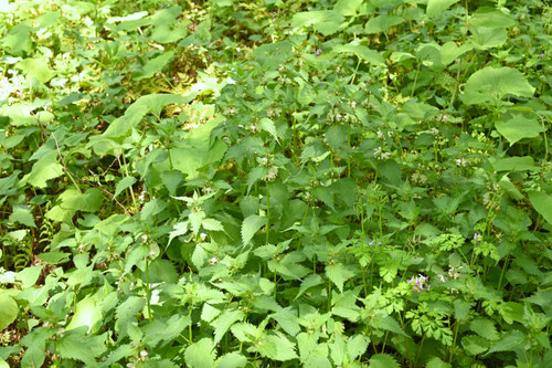 踊り子草,オドリコソウ,おどりこそう,White dead-nettle