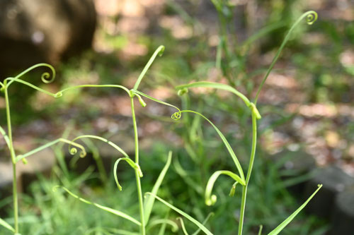 バイモの花,ばいも