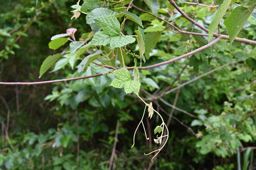 えびづる,植物,エビヅル