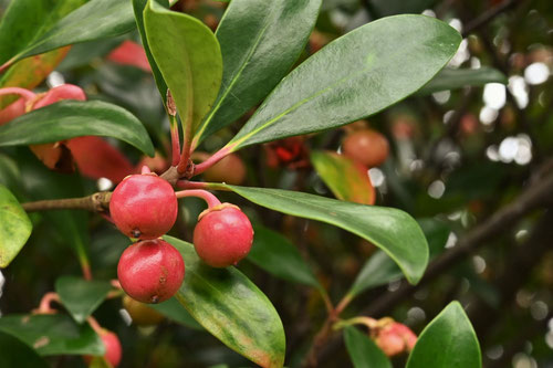 もっこく,植物,果実,モッコク