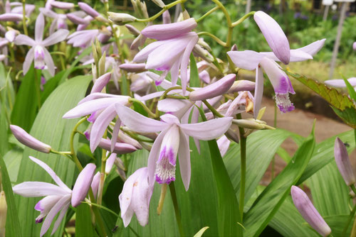 シロバナの紫蘭,植物