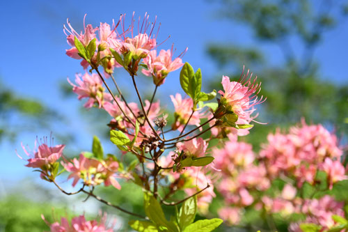 ヤマツツジ（山躑躅） - 庭木図鑑 植木ペディア