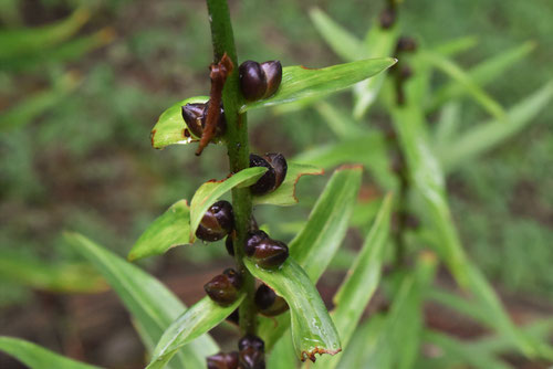 オニユリの茎に黒い芽,オニユリ,おにゆり