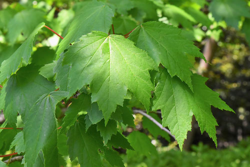 Red Maple