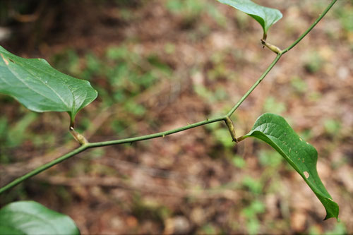 さるとりいばら,植物,サルトリイバラ