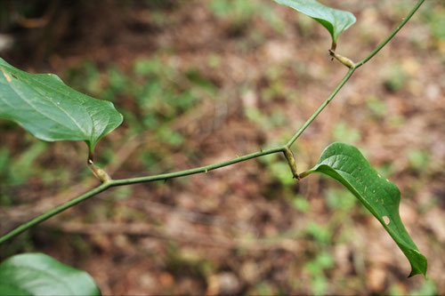 サルトリイバラ,さるとりいばら,植物