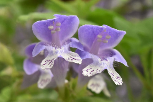 Meehan's mint,flower