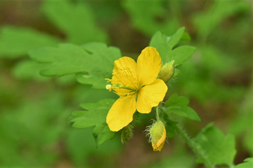 くさのおう,花