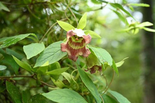 Bonnet bellflower