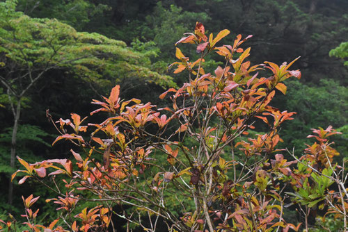 Renge-tsutsuji,Japanese azalea