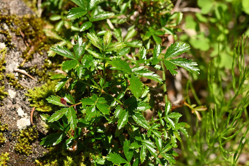 ちんぐるま,高山植物,チングルマ