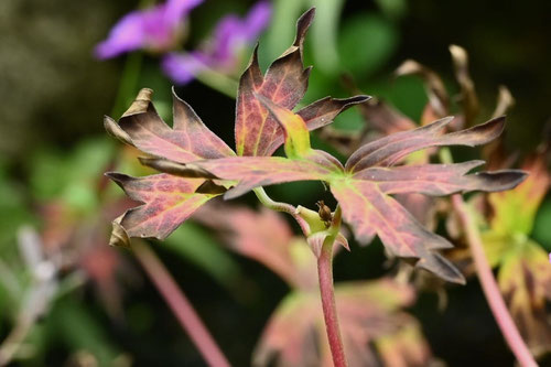 紅葉,あさまふうろ