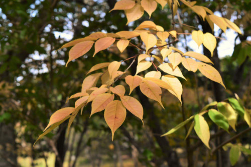 うつぎ,紅葉