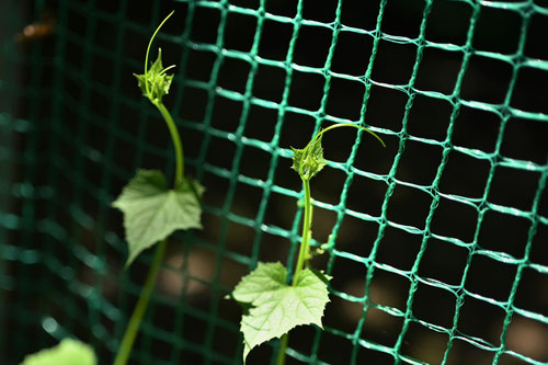 へちま,植物,ヘチマ