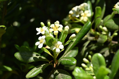 とべらの木,開花時期