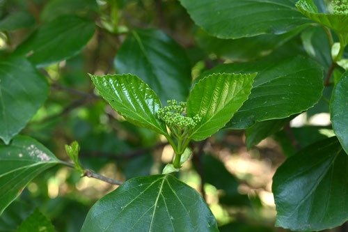 ハクサンボク,白山木,はくさんぼく