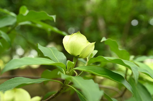 ヒマラヤヤマボウシ,開花時期,ひまらややまぼうし