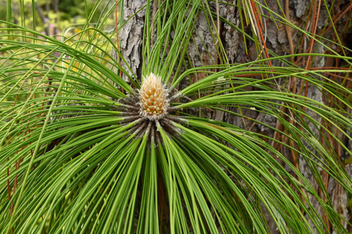 大王松,ダイオウショウ,だいおうしょう,ふゆめ