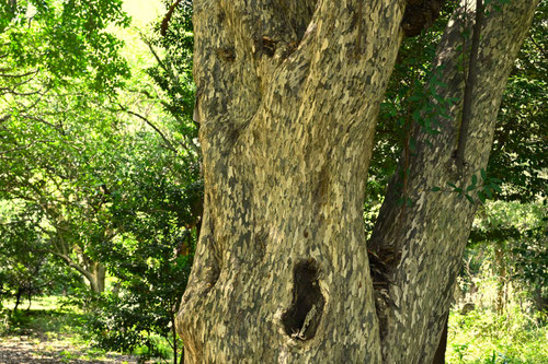 樹皮がマダラに剥げる木,かごのき
