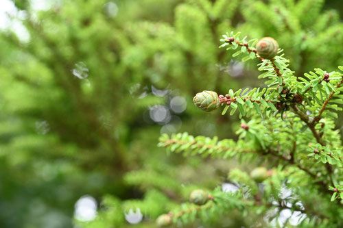 Hem Fir（Ｎ）,カナダツガ