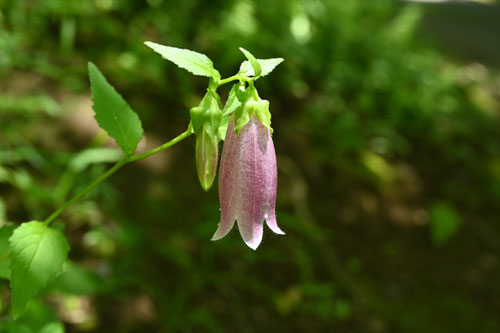 やまほたるぶくろ,花