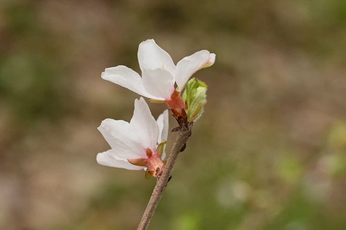 花,ユスラウメ,ゆすらうめ