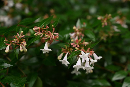 アベリアの木,ハナゾノツクバネウツギ,花