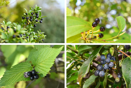 黒い実がなる木,植物