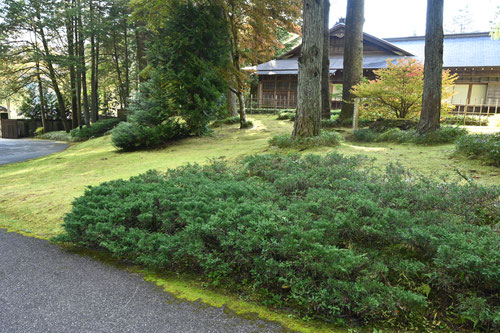 はいびゃくしん,植木,ハイビャクシン