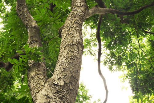 Soapberry tree,trunk