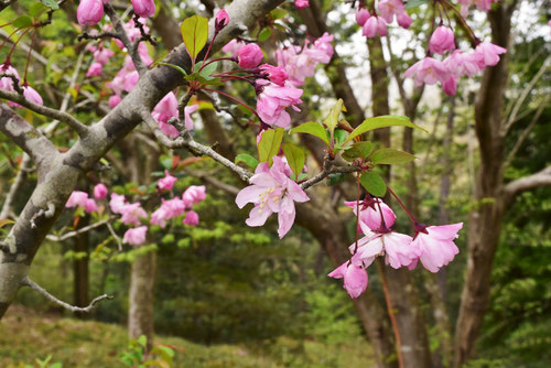 ハナカイドウ,花の時期