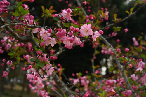 ハナカイドウ,花の時期,はなかいどう
