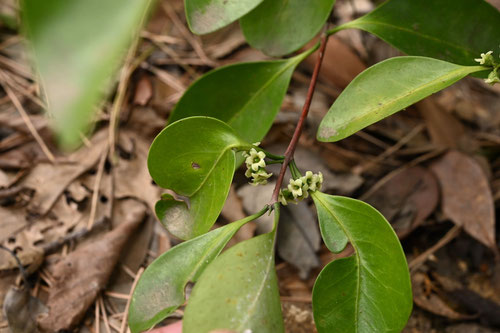 もくれいし,植物,モクレイシ