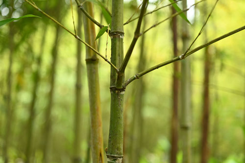 Fish pole bamboo