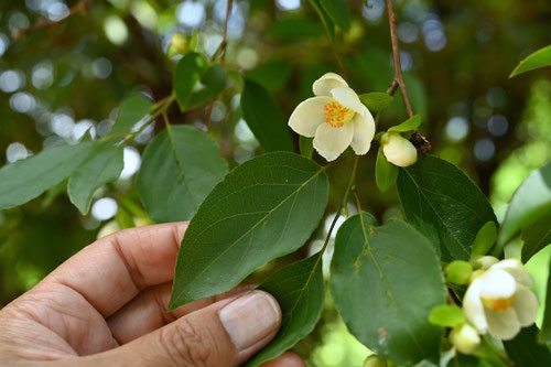 開花時期,ヒメシャラ,ひめしゃら
