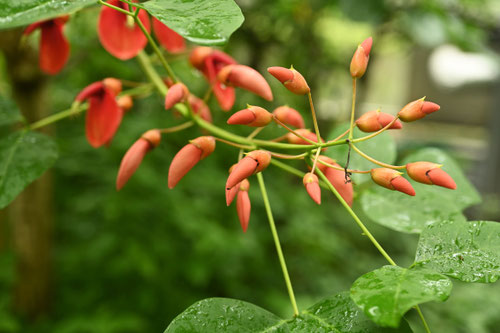 ９月に咲く赤い花,木