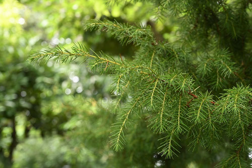 needle juniper,leaf