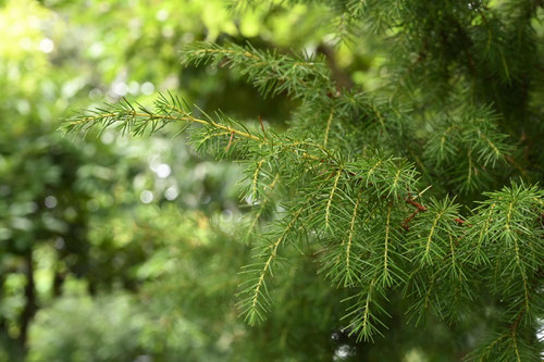 ねずみさし,needle juniper,leaf