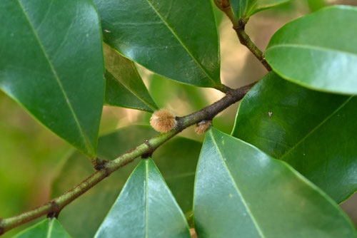 からたねおがたまの木,カラタネオガタマにはどんな花が咲く