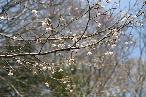 箱根桜,まめざくら,富士ざくら